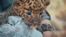 Alaska Animal Rescue: Family Values show