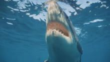 Orca vs. Great White show