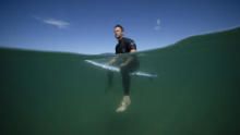 Shark Beach with Chris Hemsworth show