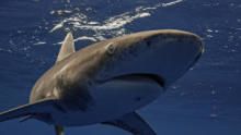 World's Most Dangerous Shark? show