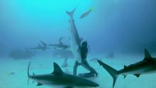 Shocking Sharks show
