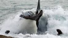 Orca Killing School show