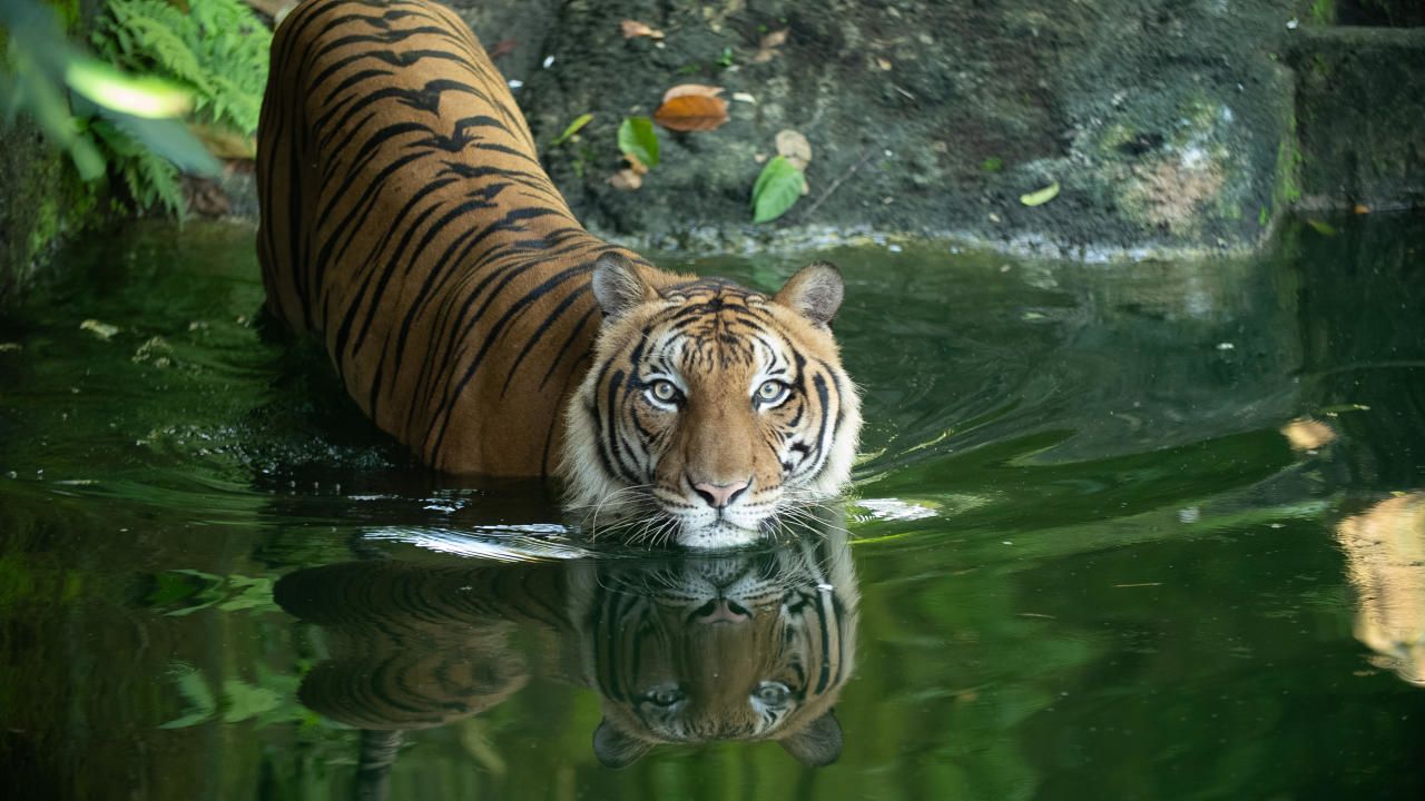Malaysia's Last Tigers - National Geographic Channel - Asia
