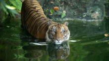 Malaysia's Last Tigers show