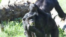 Secrets of the Zoo: Hanging Tough show