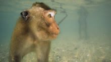 Monkey (R)Evolution - Thailand's Diving Macaques  show
