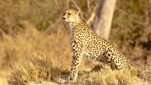 Serengeti Speed Queen  show