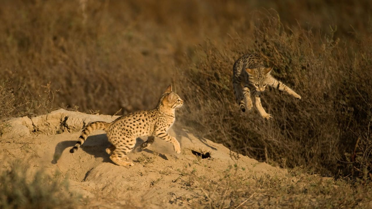 https://assets-natgeotv.fnghub.com/Shows/85956.jpg