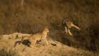India's Big Cats