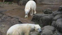Secrets of the Zoo: Polar Bear Plunge show