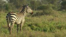 Zebras of the Serengeti show