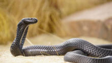 World's Deadliest: Super Snakes show