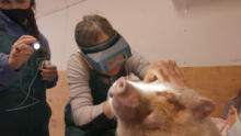 Dr. Oakley, Yukon Vet: Compilations S6 - Vets Just Wanna Have Fun!  show