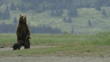 Alaska's Deadliest: Predator Prowl show