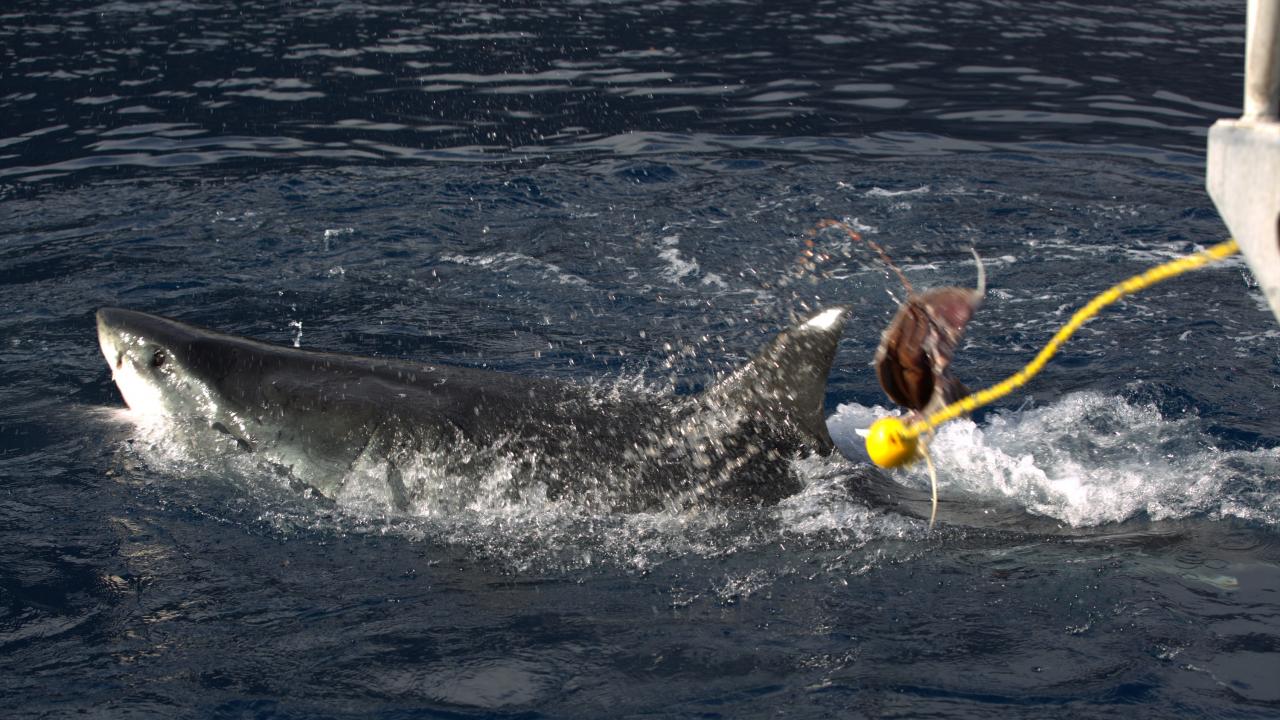 https://assets-natgeotv.fnghub.com/Shows/86987.jpg