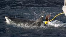 Counting Jaws show