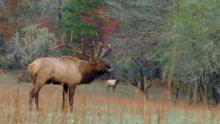 Living Wild: Animals of America’s National Parks show