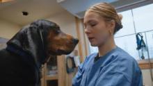 Dr. Oakley, Yukon Vet Best Of S6b - Mutts About You! show