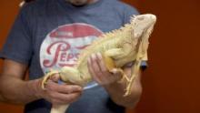 Dr. K's Exotic Animal ER Best Of S7 - Reptile Dysfunction  show