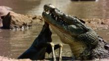 Crocodiles Revealed show