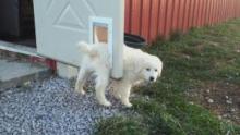America's Funniest Home Videos: Animal Edition S2  show