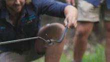 Aussie Snake Wranglers show