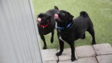 Dog Impossible: No Bad Dogs show