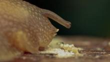 World's Weirdest: Funny Farms show