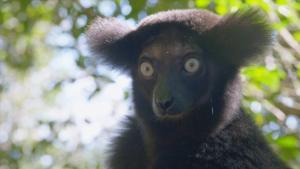 Madagascar's Weirdest: Stranger Things show