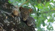 Sri Lanka: Leopard Dynasty show