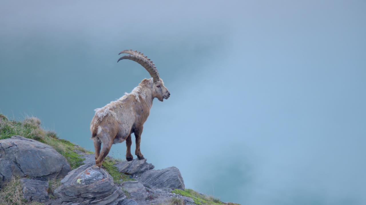 https://assets-natgeotv.fnghub.com/Shows/87669.jpg