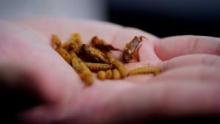 Nat Geo Presents: Dear Food. Love, The Future show