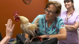Dr K's Exotic Animal ER Best Ofs S8 show