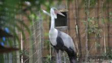 Secrets of the Zoo: Tampa Vet Appreciation Best Of Okapi Spa Day show