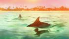 Sharks vs. Dolphins: Bahamas Battleground