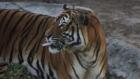 Secrets of The Zoo: Tampa