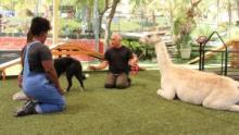 Cesar Millan: Better Human, Better Dog show