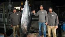 سمكة التونة العنيدة: ضفاف أوتر بانكس برنامج