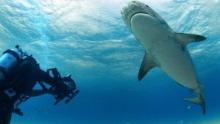 Man vs. Shark with Ross Edgley show