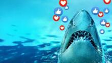 Sharks Gone Viral show