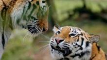 Amur Tiger show