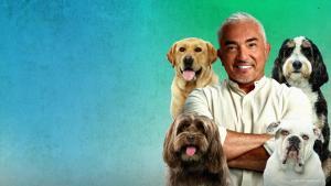 Cesar Millan: Better Human Better Dog show