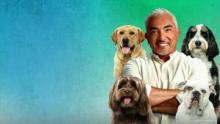 Cesar Millan: Better Human Better Dog show