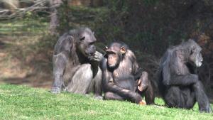 Meet The Chimps