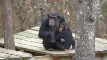 Meet The Chimps show