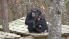 Meet The Chimps