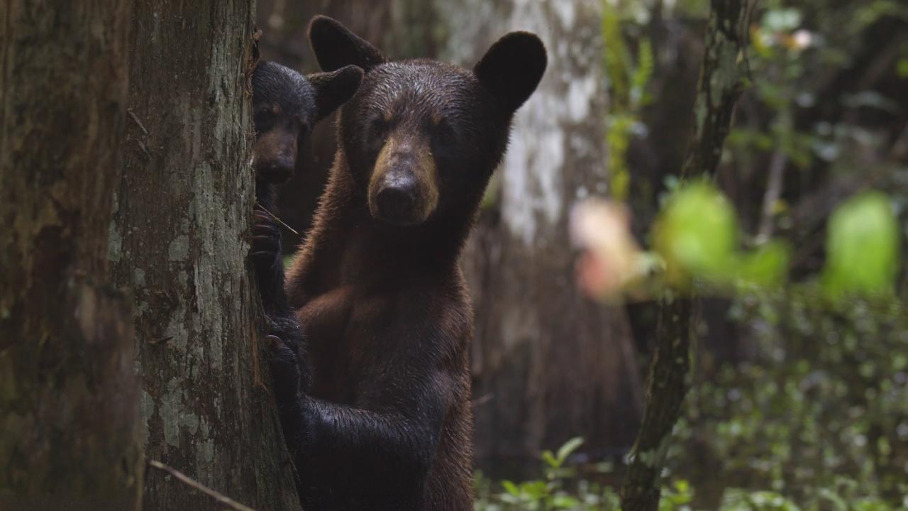 https://assets-natgeotv.fnghub.com/Shows/89872.jpg