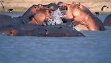 Zambezi show
