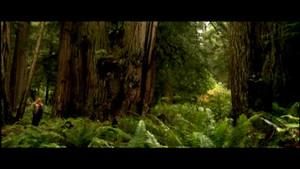 Redwoods: Anatomy Of A Giant photo