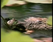 Crocodiles photo